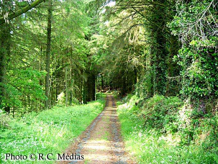 996.Sous_bois2