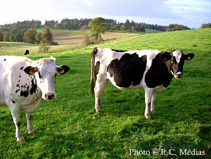 51.Vaches2