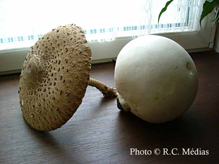 9.champignons