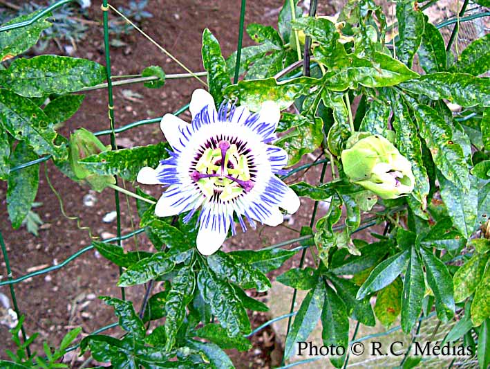 95.Fleur_de_la_passion