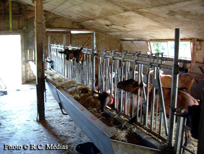 99.Elevage_de_chevres