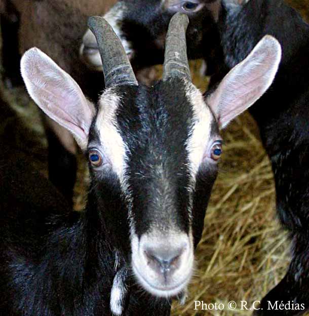 990.Elevage_de_chevres