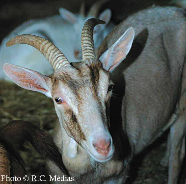 991.Elevage_de_chevres