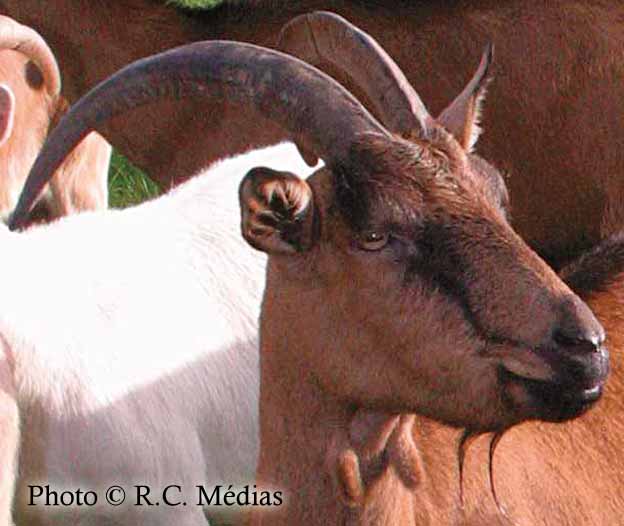 992.Elevage_de_chevres