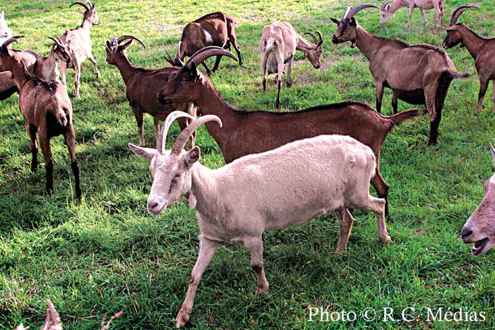 994.Elevage_de_chevres