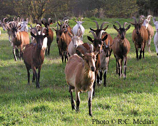 995.Elevage_de_chevres